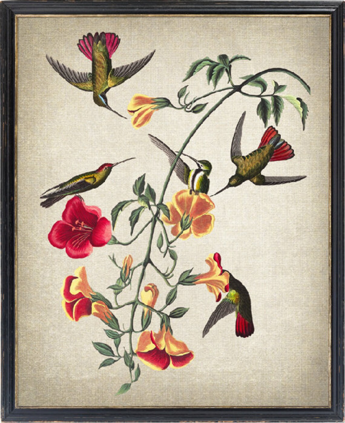 Hummingbirds and Botanical Red Orange Flowers Antique Art Poster