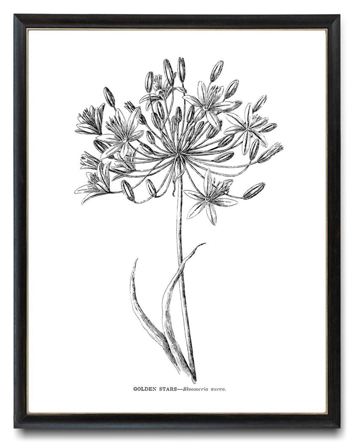 Golden Stars Bloomeria Aurea Vintage Botanical Line Drawing Poster - Image 4