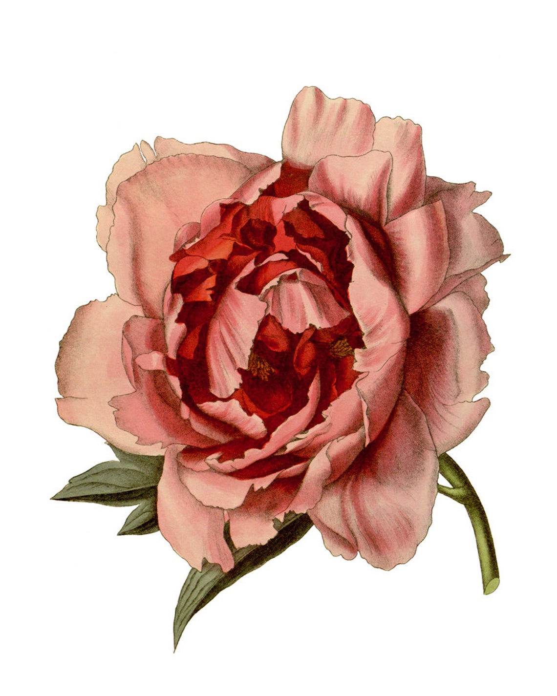 Pink Peony Close Up Antique Botanical Illustration Art Poster - Image 2