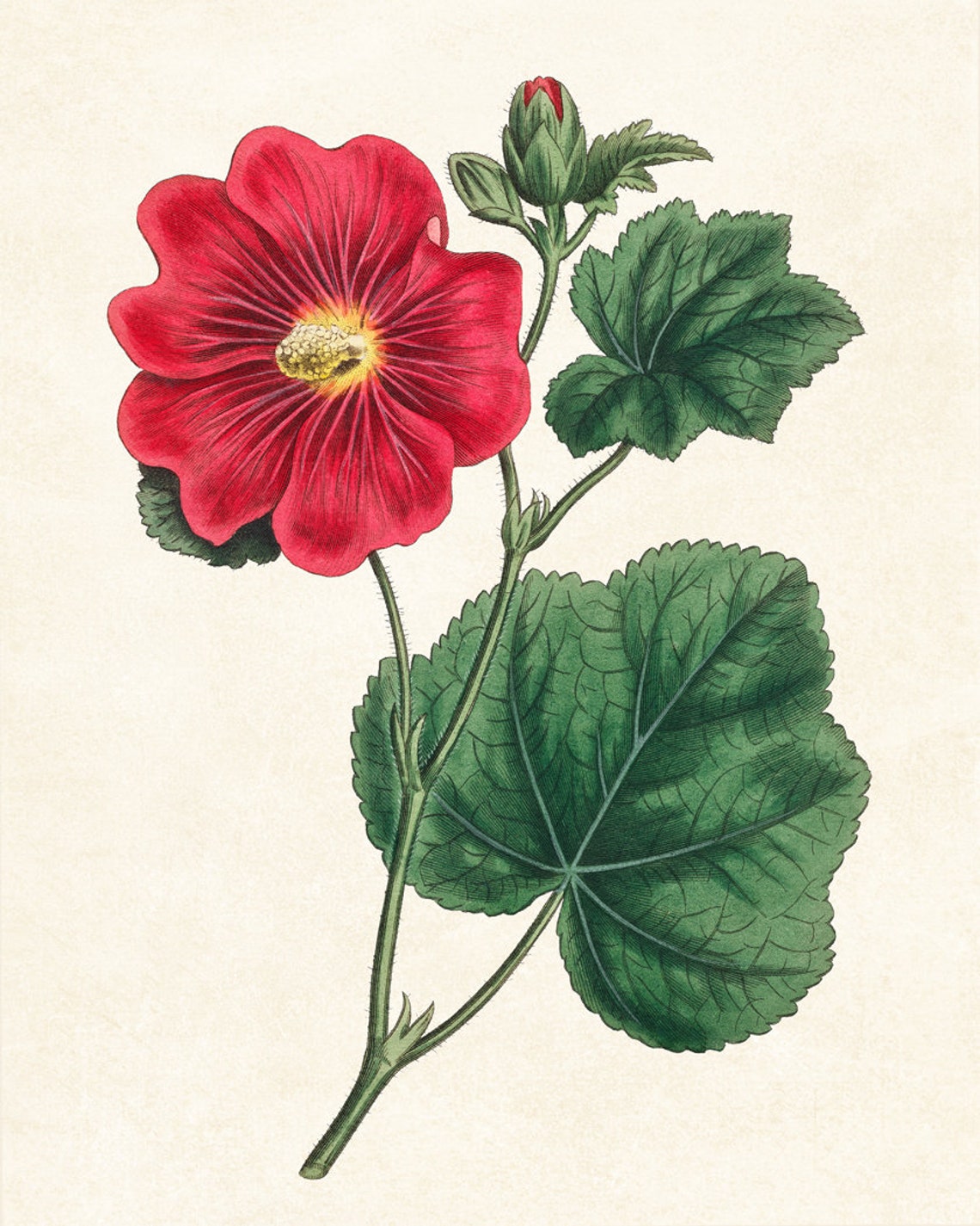 Red Hollyhock Flower Vintage Botanical Garden Illustration Poster - Image 3