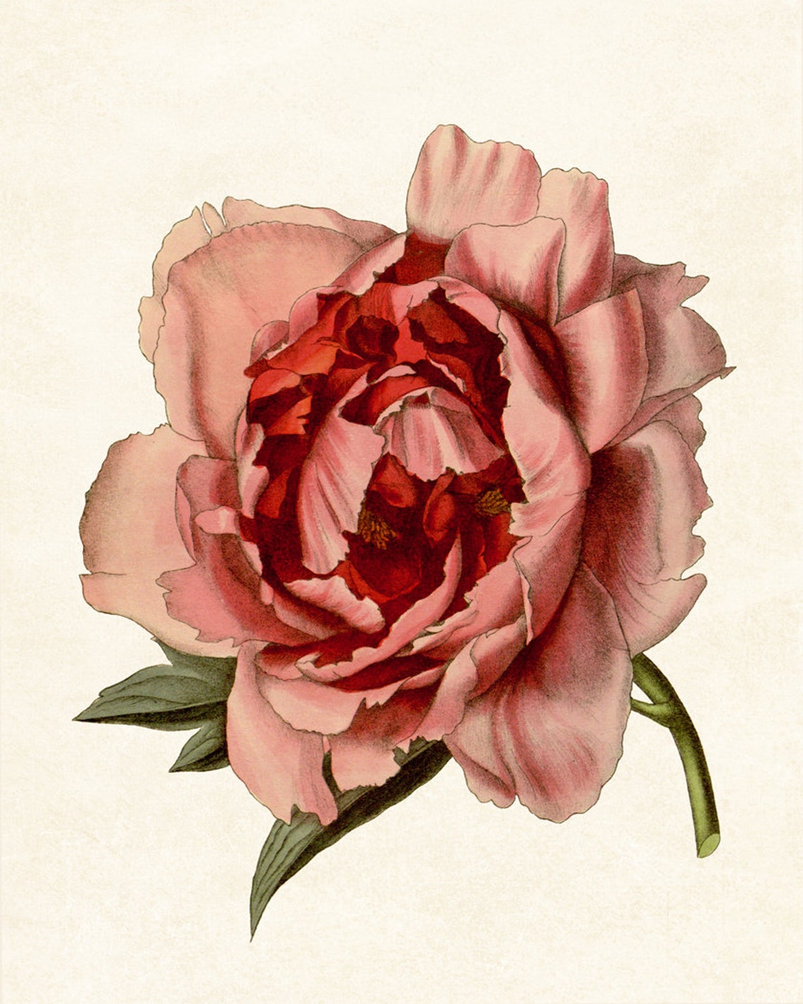 Pink Peony Close Up Antique Botanical Illustration Art Poster - Image 3