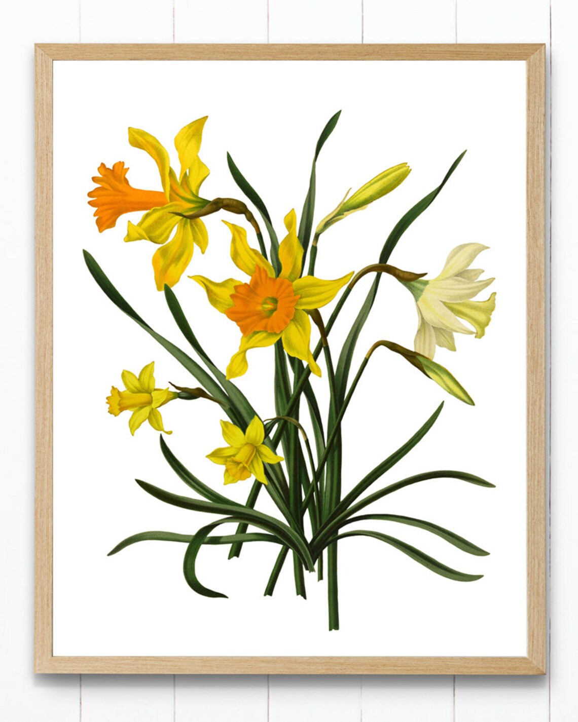 Yellow And White Narcissus Daffodil Vintage Botanical Art Poster - Image 4