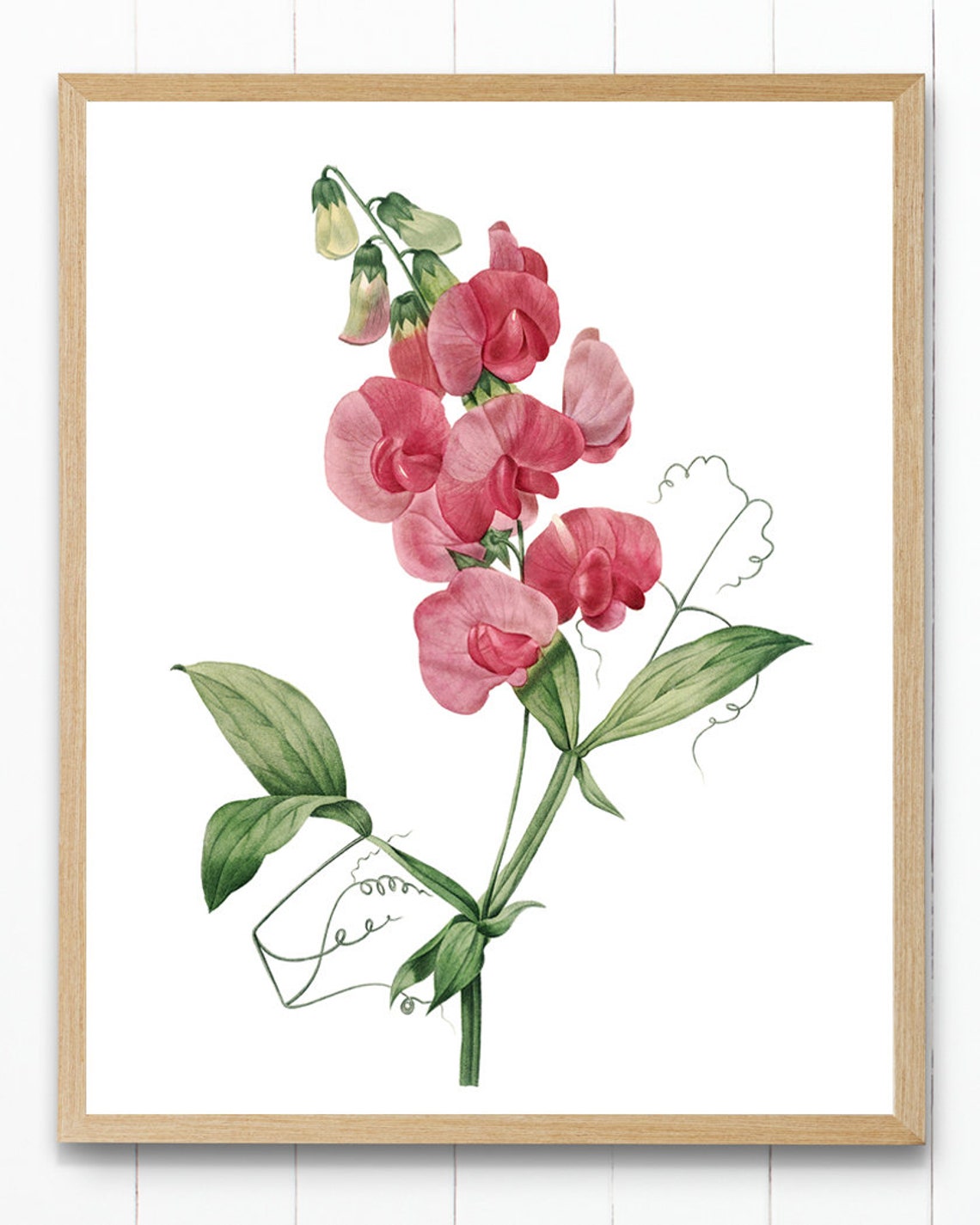 Blushing Pink Sweet Pea Vintage Botanical Floral Illustration Poster - Image 2