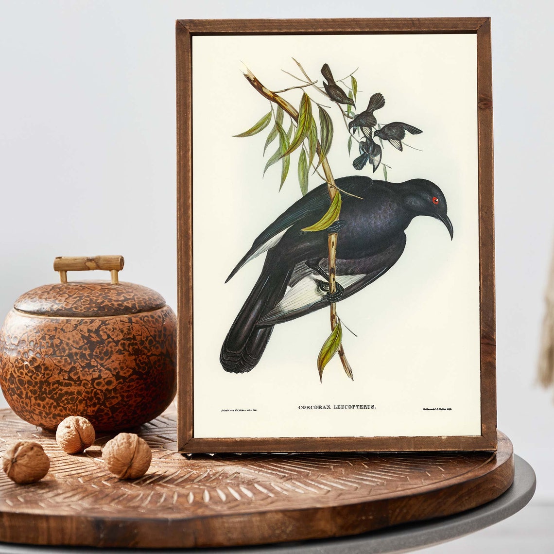 White Winged Chough John Gould Vintage Australian Bird Poster - Image 2