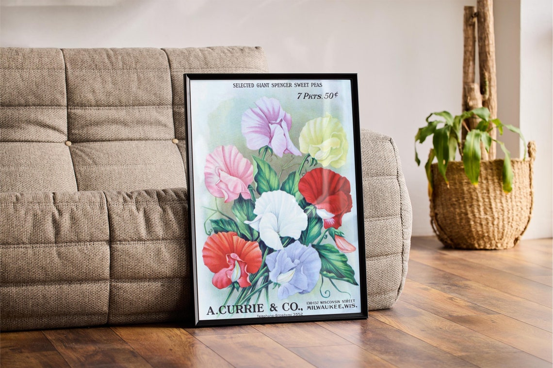 Vintage Sweet Pea Seed Packet Ad A Currie Co Botanical Flower Poster - Image 3