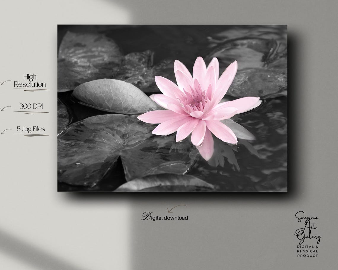 Pink Water Lily Black and White Selective Color Photo Wall Art
