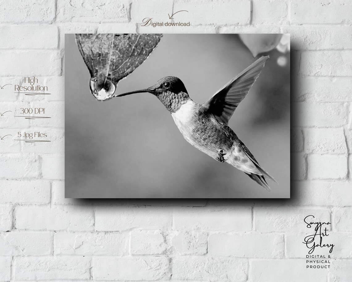 Hummingbird Black White Minimalist Nature Photography Bird Art Poster