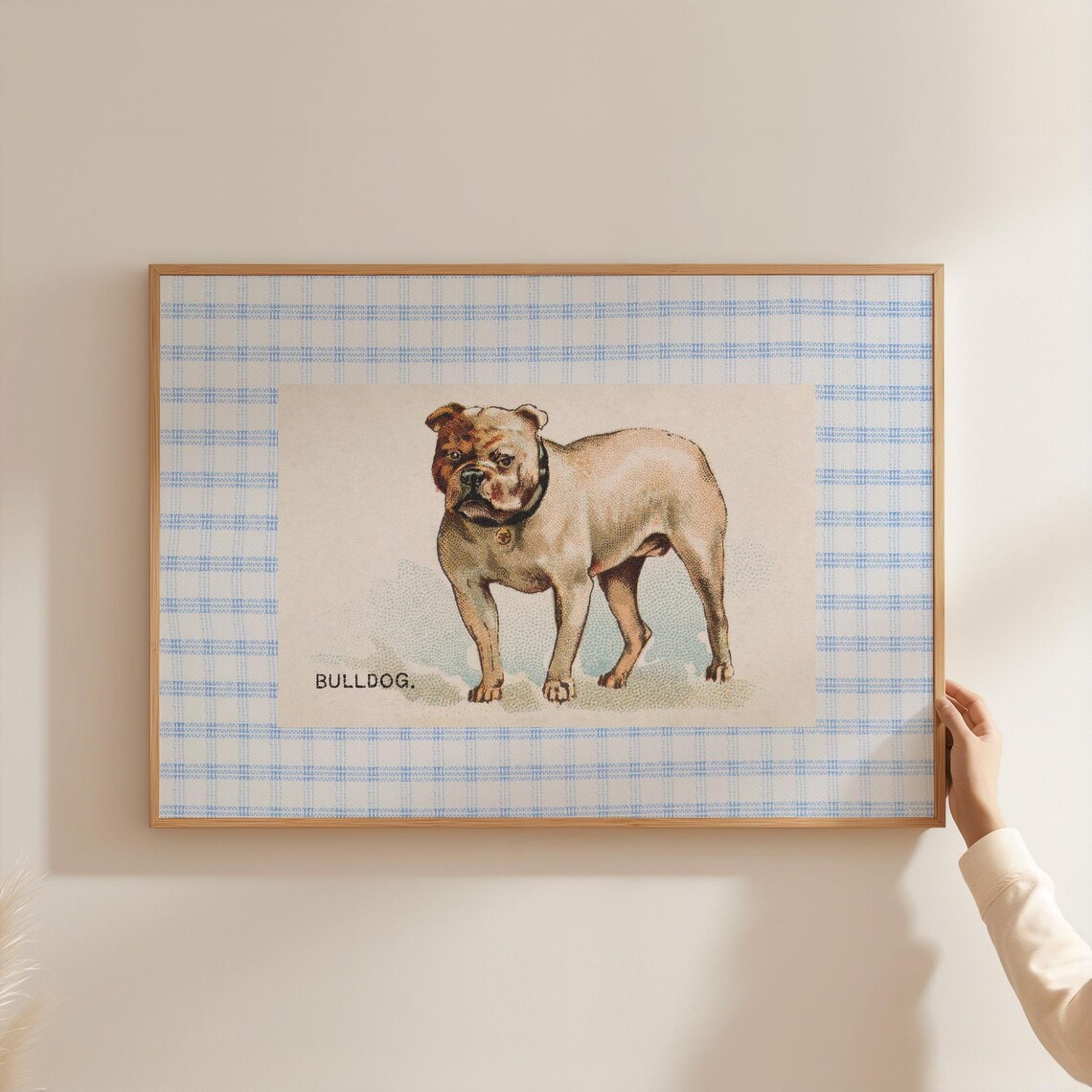 Bulldog Dog Vintage Breed Illustration Blue Gingham Wall Print