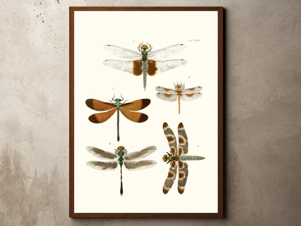 Vintage Dragonfly Drawing Sketch Rustic Antique Farmhouse Print Botanical Entomology Insects Illustrations Art
