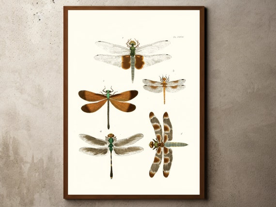 Vintage Dragonfly Drawing Sketch Rustic Antique Farmhouse Print Botanical Entomology Insects Illustrations Art