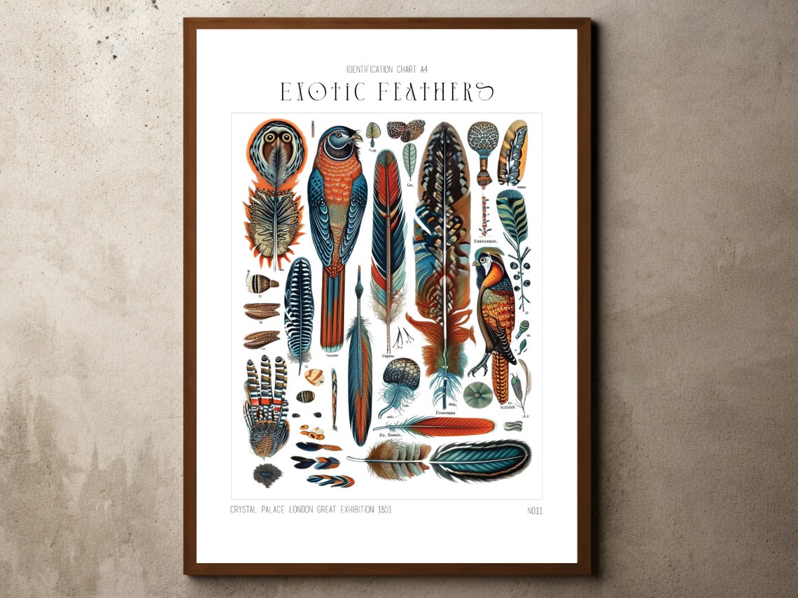 Exotic Feathers Identification Chart 1851 Natural History Art Poster
