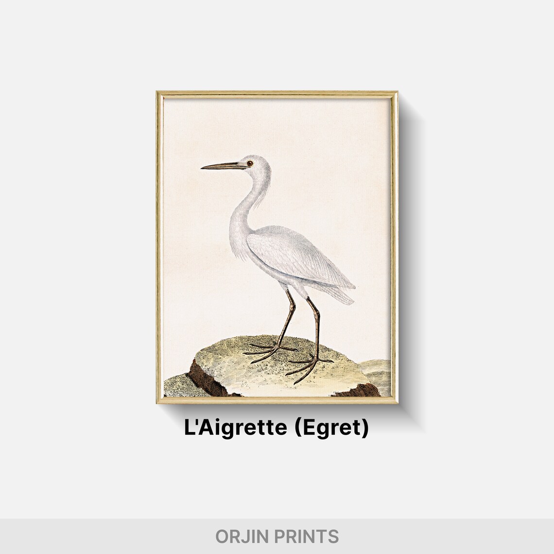 White Egret Standing Rock Vintage Natural History Art Poster