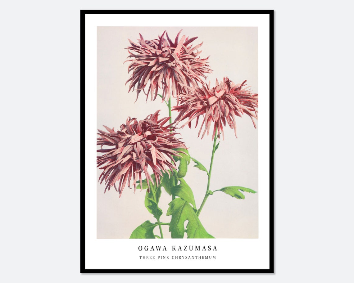 Ogawa Kazumasa Three Pink Chrysanthemum Vintage Japanese Flower Poster