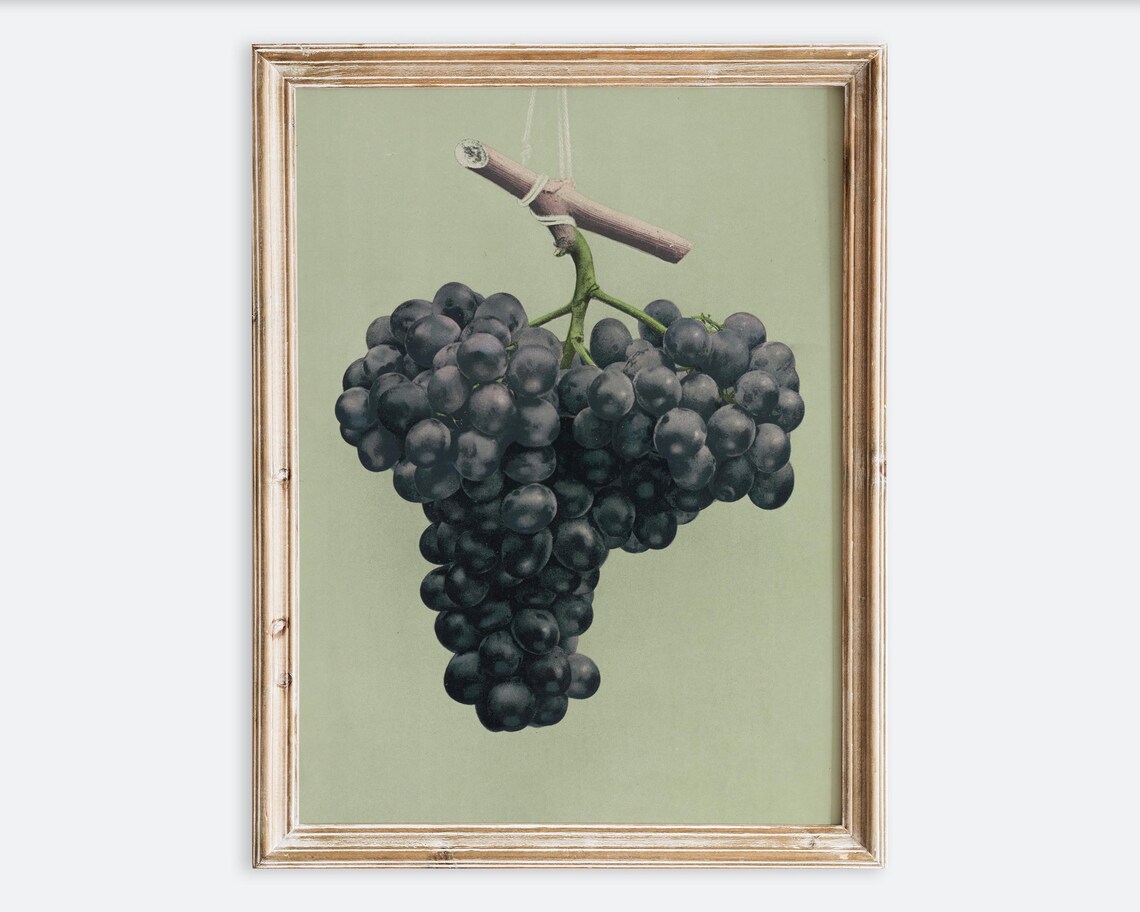 European Vintage Black Grapes Still Life Art Print