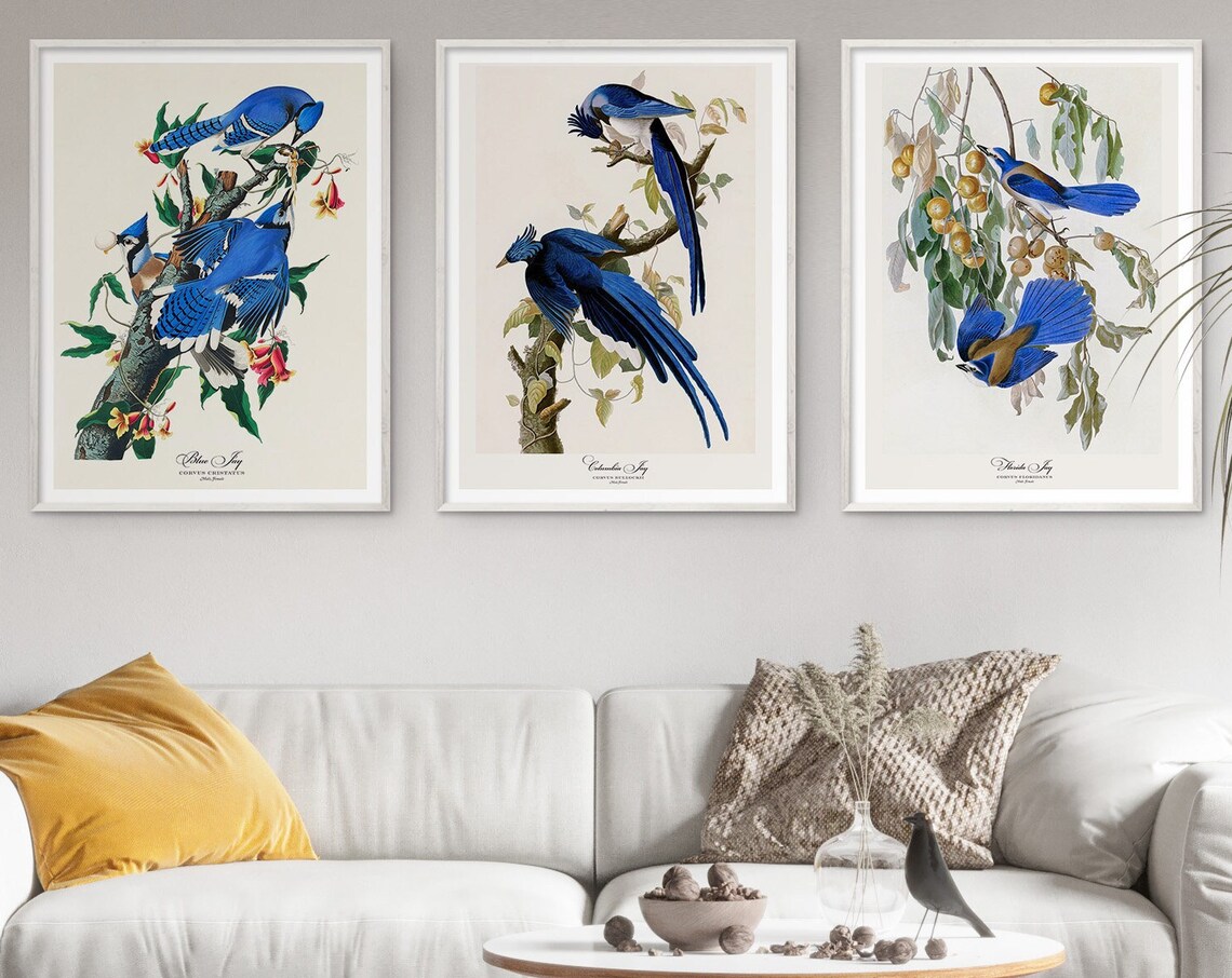 Blue Jay Columbia Florida Jay Audubon Vintage Bird Art Trio Set Poster