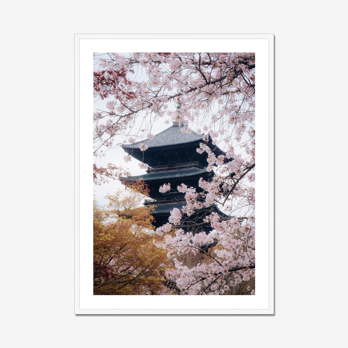 To Ji Temple Kyoto Cherry Blossom Poster Print