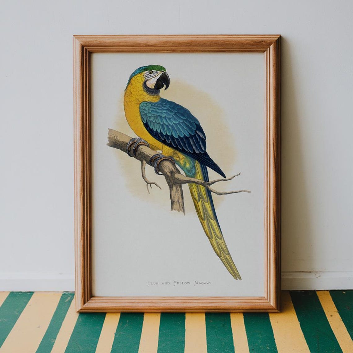 Blue and Yellow Macaw Vintage Bird Illustration Gallery Art Poster
