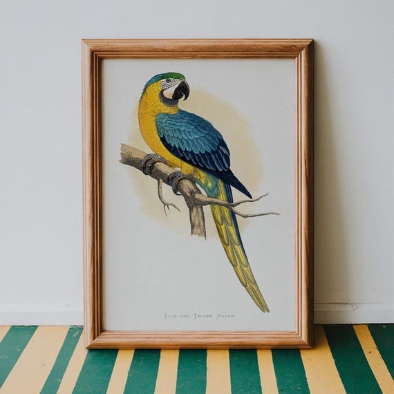 Blue And Yellow Macaw Vintage Print Bird Poster Antique Animal Painting Wall Art Decor Illustration