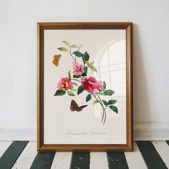 Bougainvillea Illustration Floral Wall Art Medical Botany Textbook Vintage Bedroom Decor Large