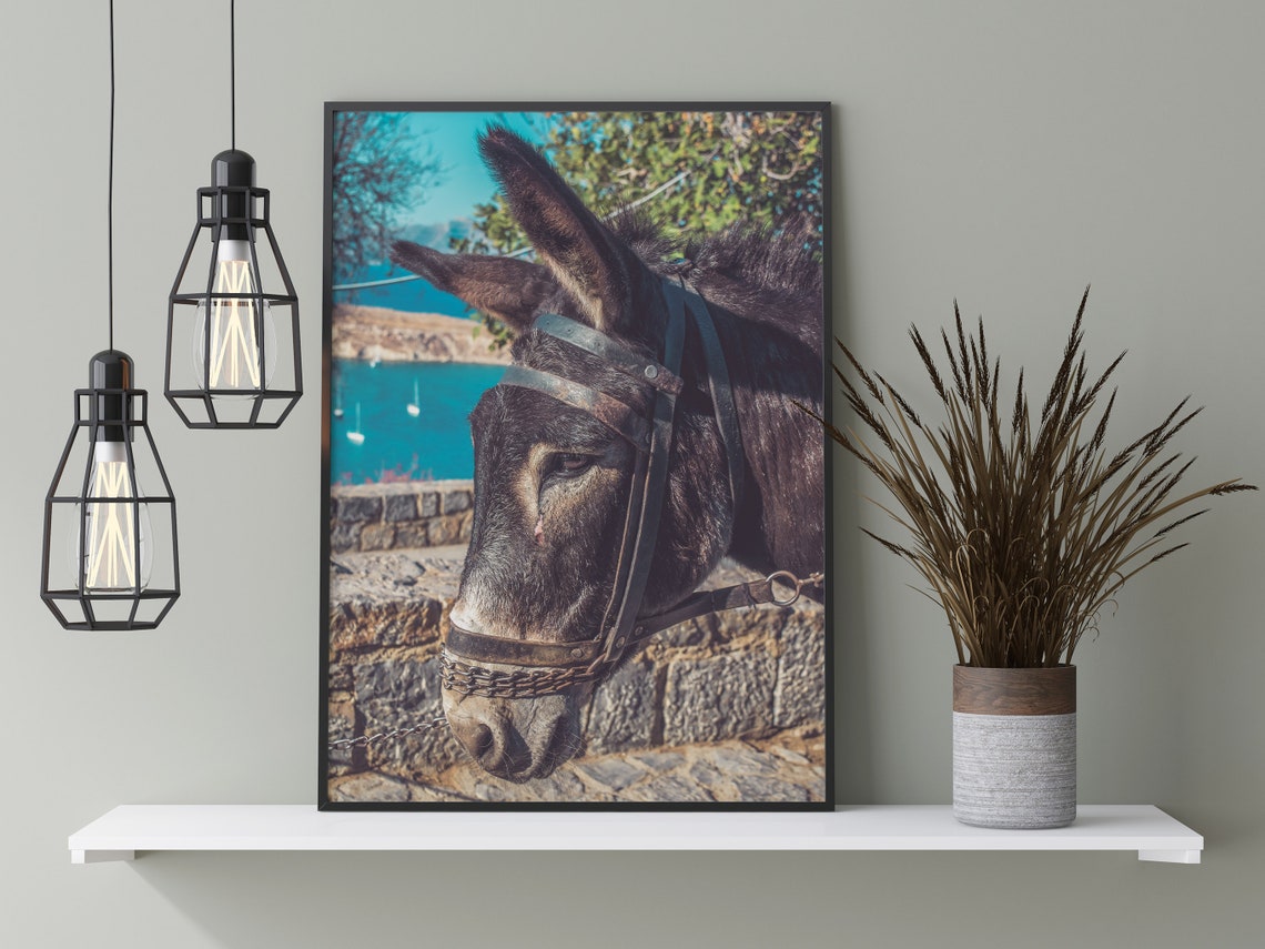 Donkey Portrait Stone Wall Turquoise Harbor Photography Poster - Image 3